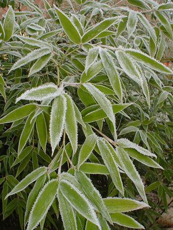 Phyllostachys